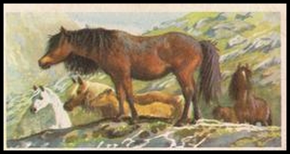 58BBBWL 2 The Welsh Mountain Pony.jpg